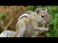 story of squirrel ଗପ ଗୁଣ୍ଡୁଚି ମୂଷା odia story shishu batika