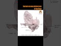 Anatomy of Temporal Bone | Link in Description | Dr Rahul Bagla Teaching ENT