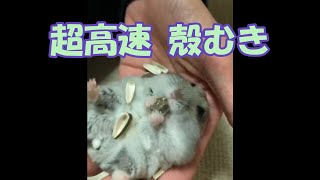 Hamster Amazing ultra-fast shell peeling