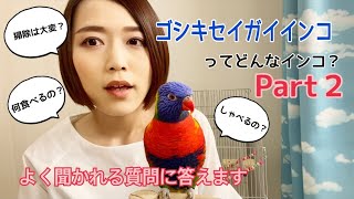 ゴシキセイガイインコってどんなインコ？パート2！