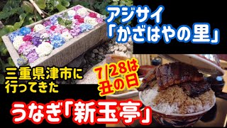 【うなぎ新玉亭】すげ〜、大盛り‼️【かざはやの里】広大な敷地にアジサイ。そろそろ土用の丑の日。テスラで行く、食べ歩き、観光。名古屋めしも紹介。