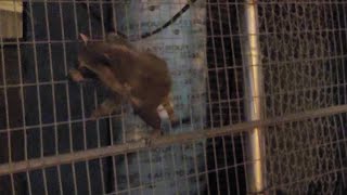 Baby raccoon can't decided whether to climb up or down construction fence to get to mom