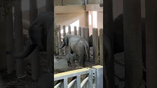 お母さんと一緒　アジアゾウの赤ちゃん　円山動物園 / Asian elephant in Maruyama Zoo.