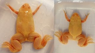 How to sex African Clawed Frogs (Xenopus laevis) || Xenopus sexing