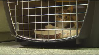 Findlay hopes to reduce feral cat population with 'Trap-Neuter-Return' program
