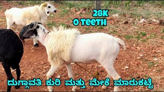 Duggawati sheep and goats market update | Every Saturday morning bazar Karnataka India