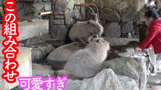 カピバラと女の子の組み合わせが可愛すぎた Capybara Bath カピバラ温泉! Nagasaki Bio Park  Capybara Bath