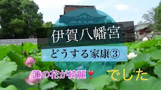 どうする家康③　伊賀八幡宮