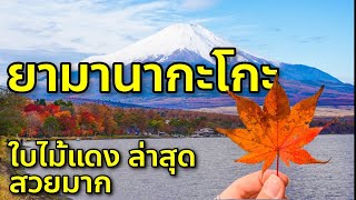 ล่าสุด ใบไม้แดง ทะเลสาบยามานากะโกะ ชมฟูจิ สุดฟิน เที่ยวญี่ปุ่น ยามานาชิ Yamanakako 紅葉