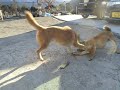 柴犬イチ　心の成長　手加減を知る