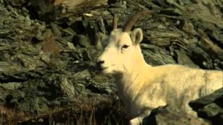 Wild Spaces WILD SPACES: DENALI NATIONAL PARK /  UNTAMED ALASKA