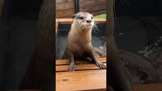 Otters Enjoying an Outdoor Bath at Home😳😳 #shorts #aty #otter #WaterSausage