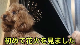 初めて花火を見る犬の反応が可愛い過ぎる！【トイプードル】