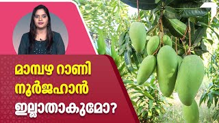 മാമ്പഴ റാണി 'നൂര്‍ജഹാന്‍' ഇല്ലാതാകുമോ? | Noorjahan Mango