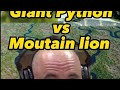 Everglades destroyed Phytons #phytons #mountainlion #true #real #story #shorts #everglades