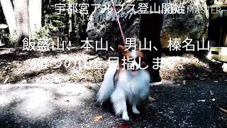 【パピヨン登山記録】凄い！宇都宮アルプス縦走のワンコ