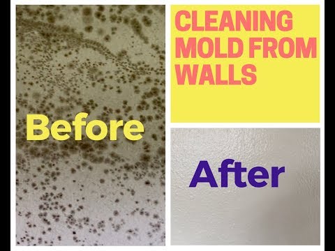How To Remove Mold From Walls (Drywall) How To Remove Mold From Walls (Drywall)
