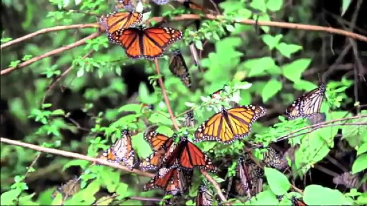 Save Monarch Butterflies Plant Milkweed - YouTube