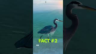 Did You Know? Great Blue Heron Facts You Won’t Believe!