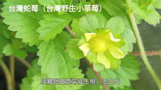 台灣常見植物介紹(40) ＃蛇莓 ＃台灣蛇莓 ＃野生小草莓