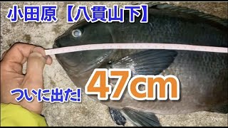 NO.62 小田原【八貫山下】出た！50に迫る特大口太メジナ！ 2023年2月中旬