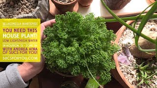 Selaginella martensii: You need this low light house plant!