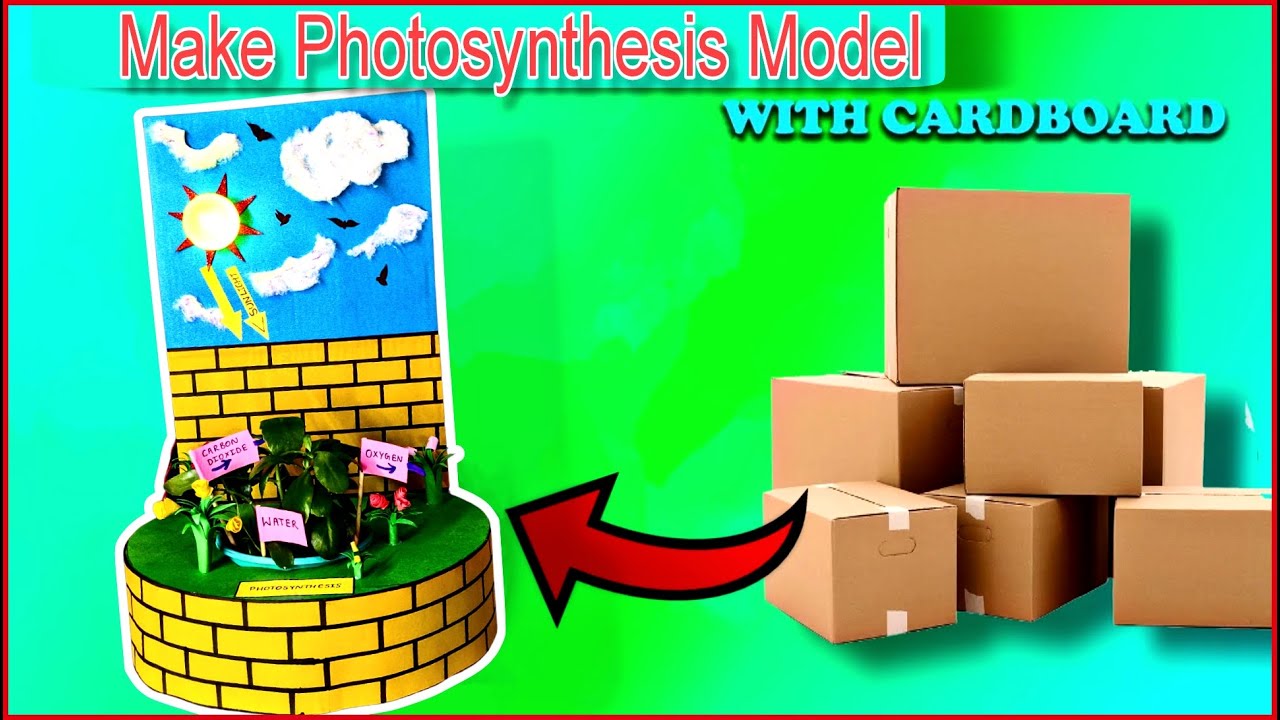 How To Make Photosynthesis Model For Science Project With Cardboard, 3D ...