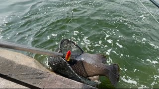 First drop first strike giant grouper!!#kenesepitketam#kolamsendu#giantgrouper