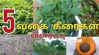 5 வகை கீரைகள் | growing 5 types of greens at home