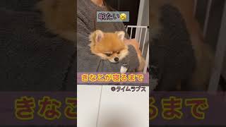 きなこが寝るまで🐶💤　#ポメラニアン #pomeranian #きなこ #shorts #小型犬 #dog #睡眠