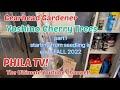 YOSHINO CHERRY TREE SEEDINGS FROM JONSTEEN CO. part1 WAIT FOR BLOSSOMS? GEARHEAD GARDENER @philatv