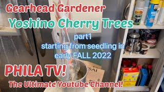 YOSHINO CHERRY TREE SEEDINGS FROM JONSTEEN CO. part1 WAIT FOR BLOSSOMS? GEARHEAD GARDENER @philatv