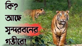 Sundarban || সুন্দরবন || সুন্দরবনের গভীরে ভয়ংকর জায়গা