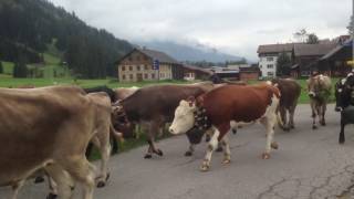 Almabtrieb Tannheim Tannheimertal 2016