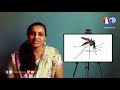 கொசுகளை விரட்ட மிகவும் சுலபமான வழி natural mosquito repellent you must try tamil tv