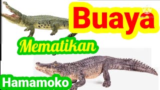 BUAYA ALIGATOR || MEMATIKAN DI TIMOR-LESTE