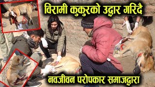 सडकमा विरामी भएको कुकुरलाई उपचार गरी उद्धार गर्दै नवजीवन परोपकार समाज | A dog Rescue from highway |