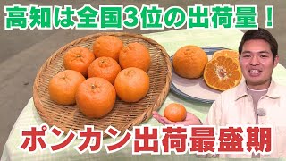 「ポンカン出荷量は全国3位！高知で出荷最盛期 土佐よさこいポンカンは甘さも香りも◎」2025/1/30放送