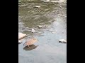 Heron catching fish #nature #beauty #love #peace #park #bird #fly #river #heron #fishing