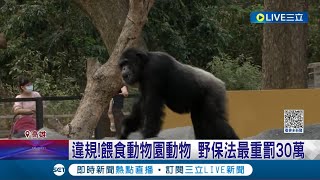 不良示範請勿模仿! 動物園丟食物餵食黑猩猩 家長竟還\