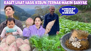 BEGINILAH KEADAAN KEBUN DAN TERNAK DIDESA TERPENCIL SETELAH KAMI KEMBALI DARI INDONESIA