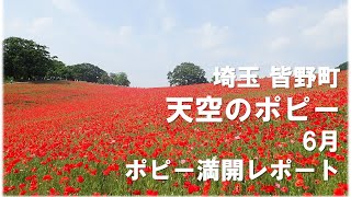 2019年6月 埼玉 皆野町 天空のポピー 満開レポート ポピーはスペイン語で?!