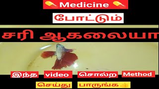 Easy and Simple Treatments to cure your Sicked Betta fish in tamil | தமிழ்