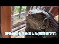 ブルーイグアナ　久しぶり　元気になりました🦎