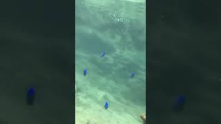 【沖縄】スマホを海に落としたら