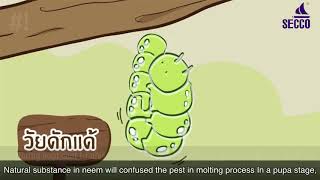 How Secco Organic Neem Insecticide works?