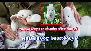 កូន​​តោ  ​ពណ៌​-ស​សុទ្ធ​ដំបូង​បំផុត​ ​ទើប​នឹង​កើត​ក្នុង​​សួន​សត្វ​មួយ​កន្លែង​នៅ​អេស្ប៉ាញ