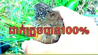 របៀបដាក់ក្រួច២០២២​ | How to trap Bird Quail 2022