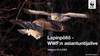 WWF:n  asiantuntijalive - Lapinpöllö