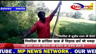 पिपरिया के सांडिया ग्राम में विशाल सर्प को पकड़ा     MP NEWS NETWORK PIPRIYA